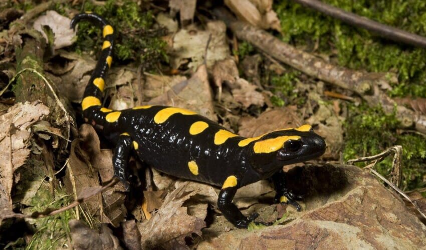 Salamandra Fire salamanders facts, distribution & population BioDB